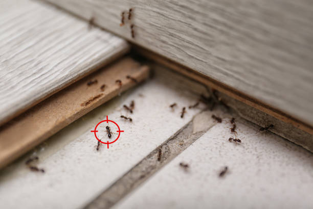 Best Best Pest Control Companies  in Parker, TX