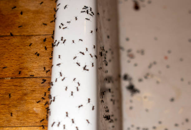 Best Flea Control Services  in Parker, TX