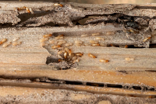 Best Bed Bug Extermination  in Parker, TX